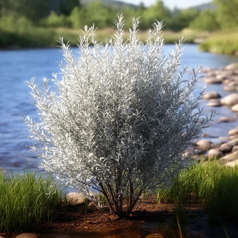hoary willow