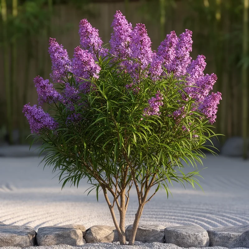 Syringa persica