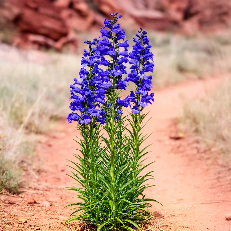 narrow-leaf penstemon