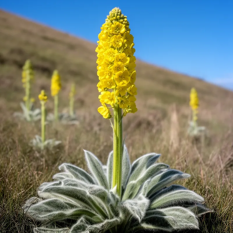 woolly mullein