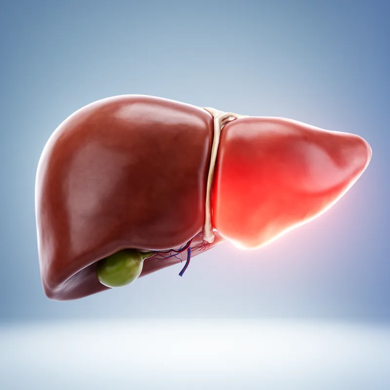 hepatic lobe