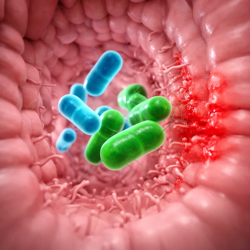 enterics