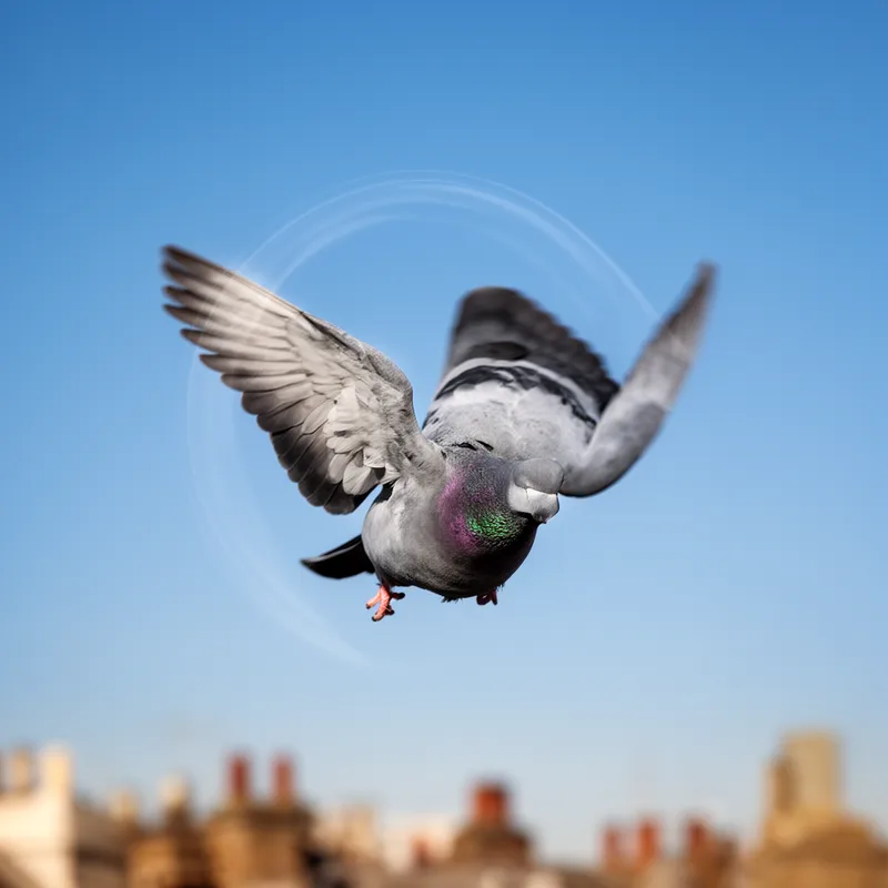 tumbler pigeon