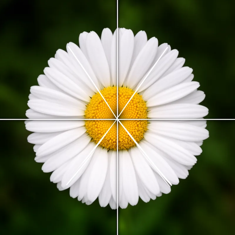 actinomorphous
