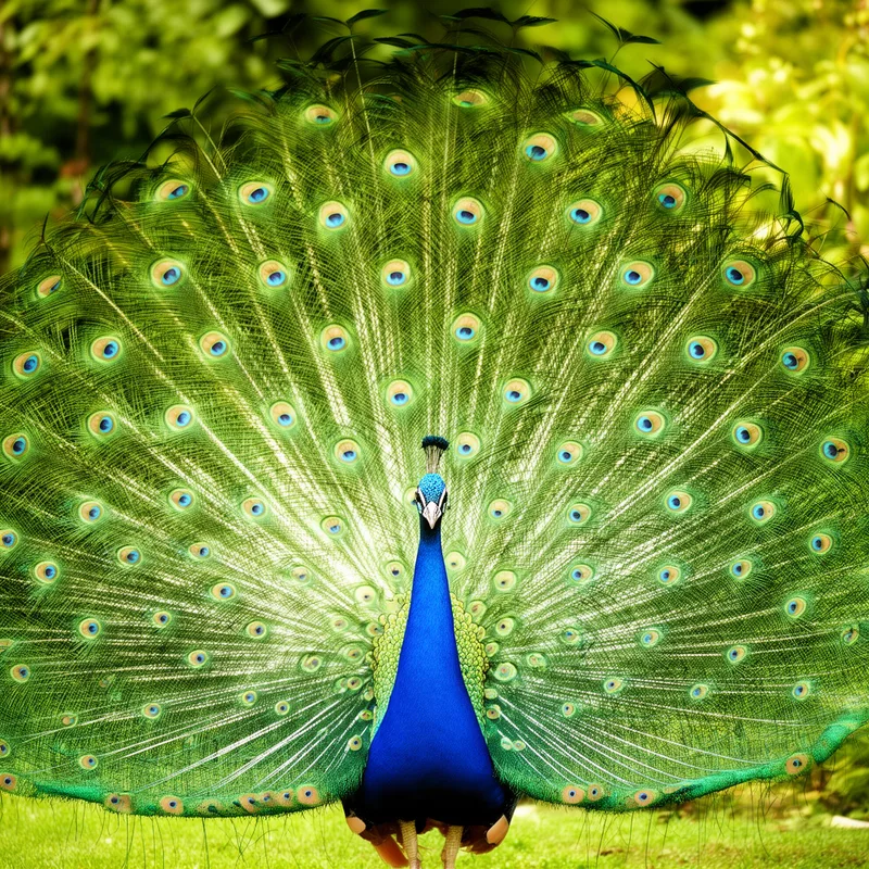 peacock