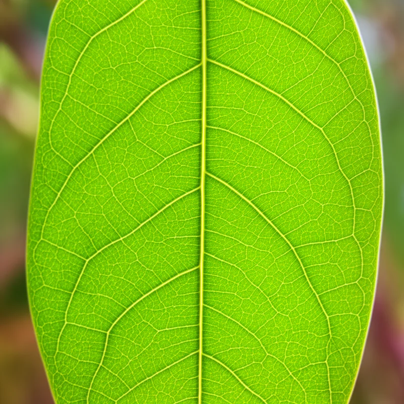 reticulate