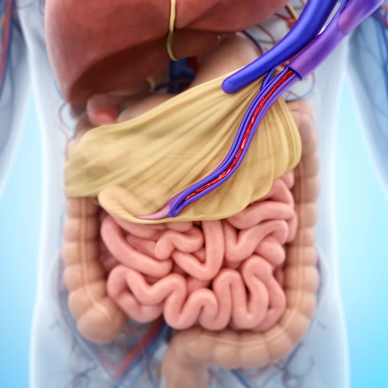 mesenteric vein