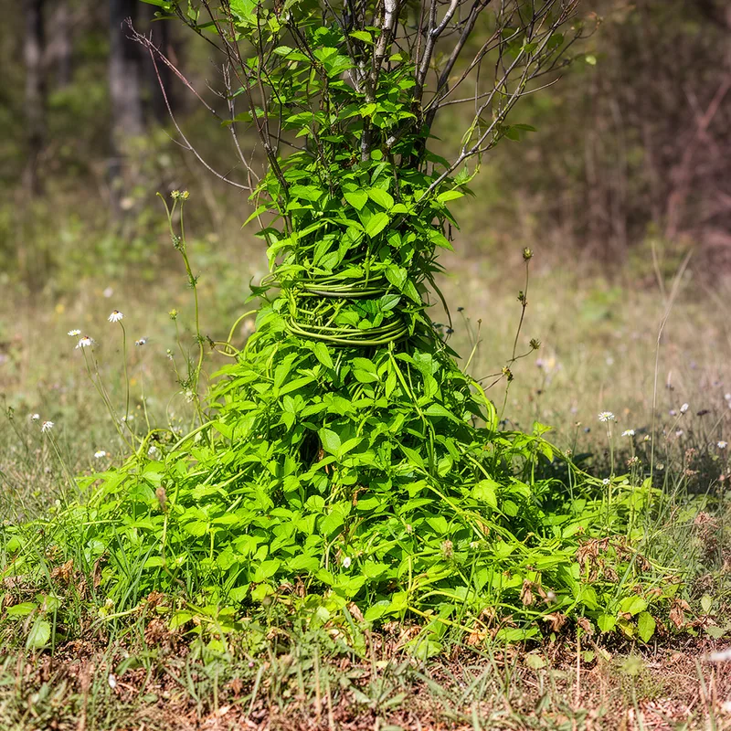invasive