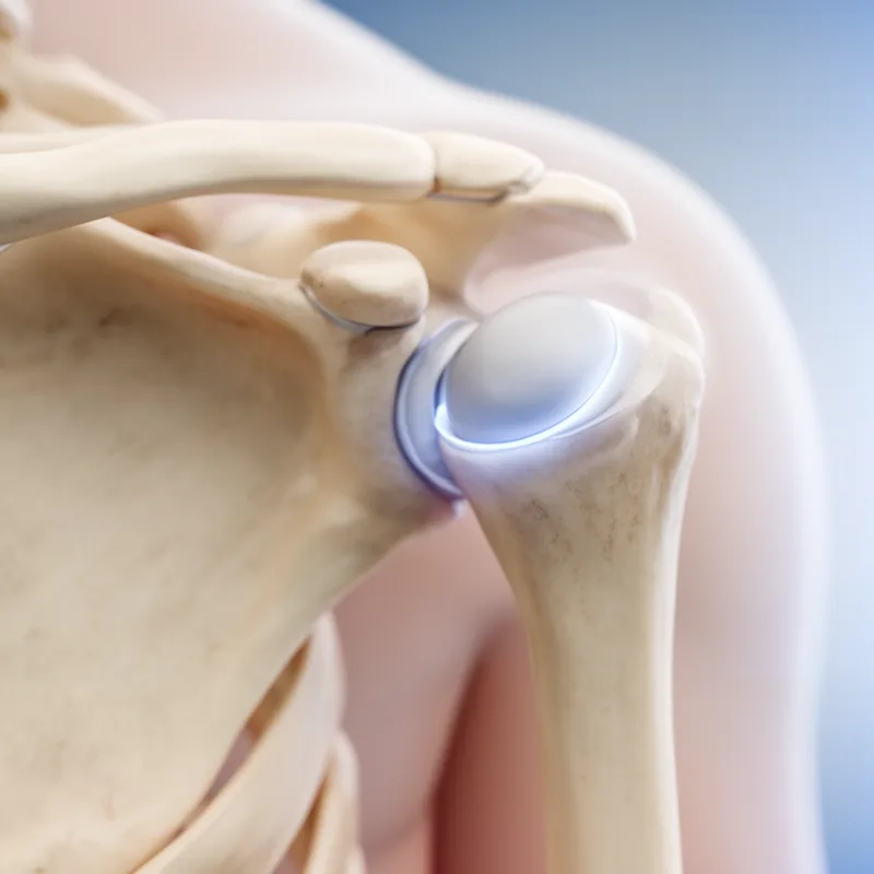 glenoid