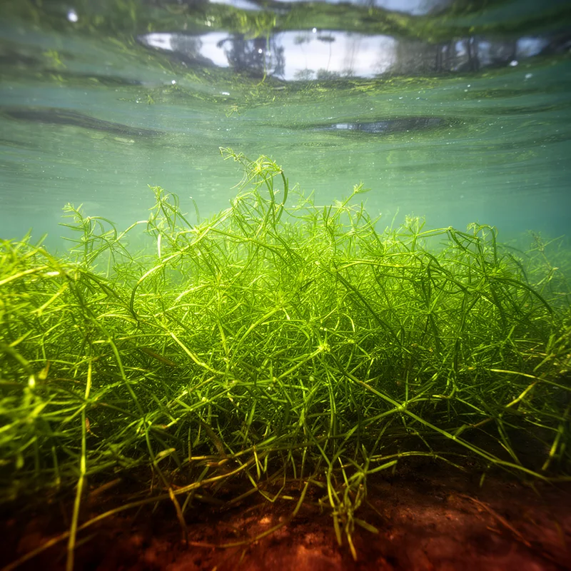 Canadian pondweed
