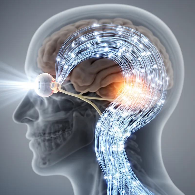 optic radiation