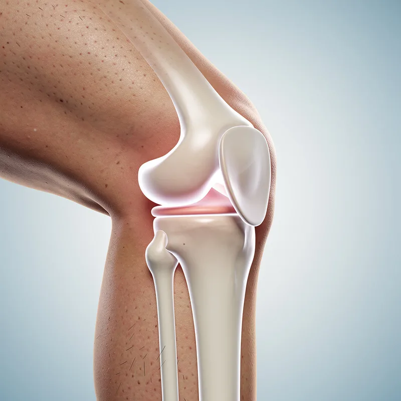 knee joint