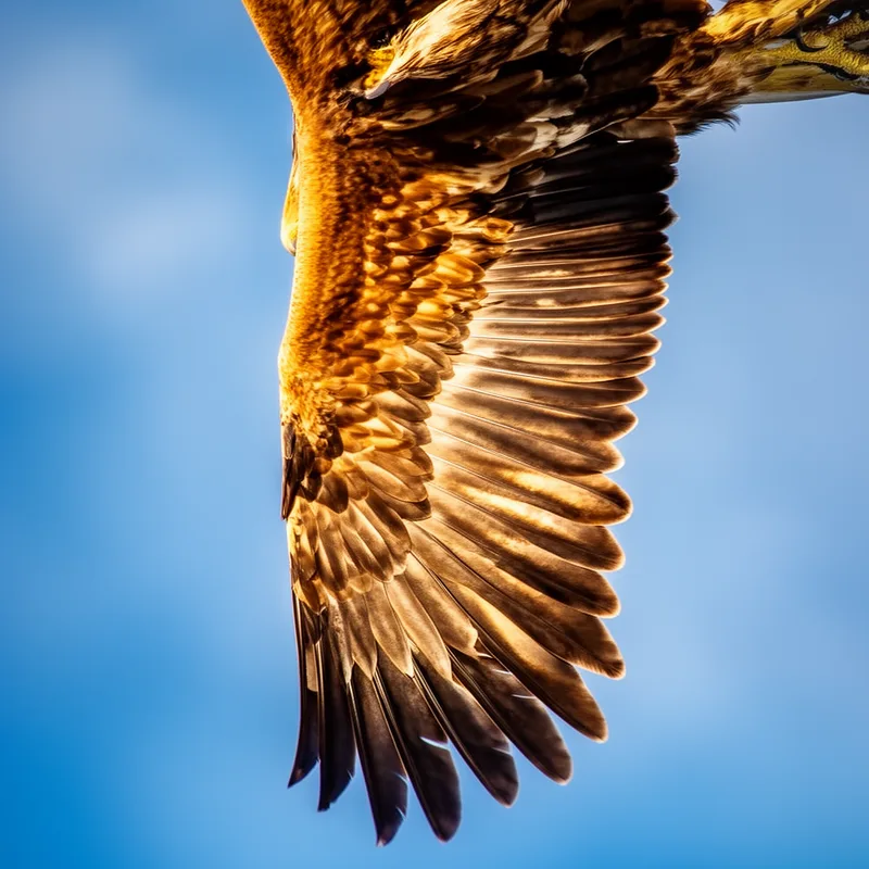 wing