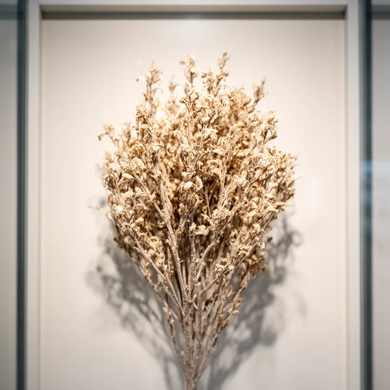 desiccated
