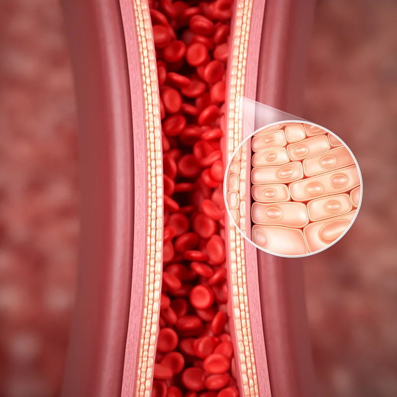 endothelial