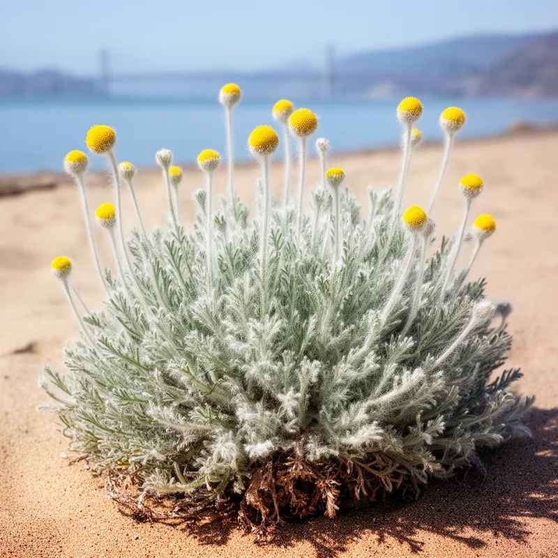 Tanacetum camphoratum