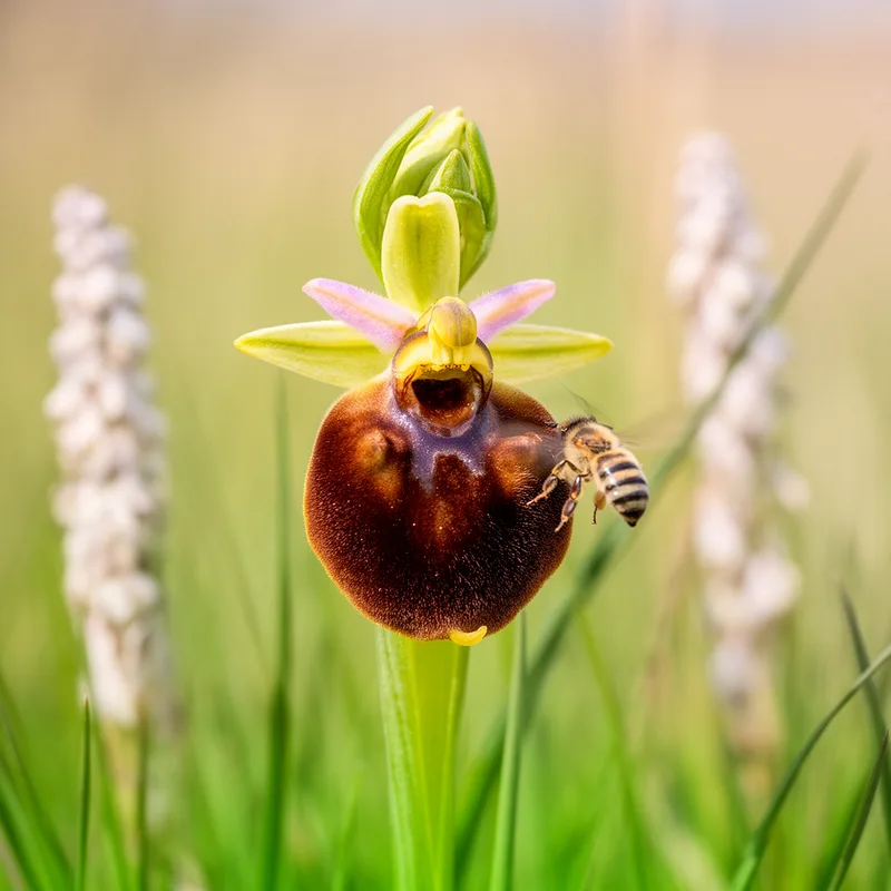 Ophrys sphegodes