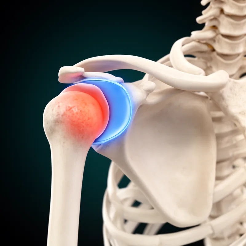glenoid