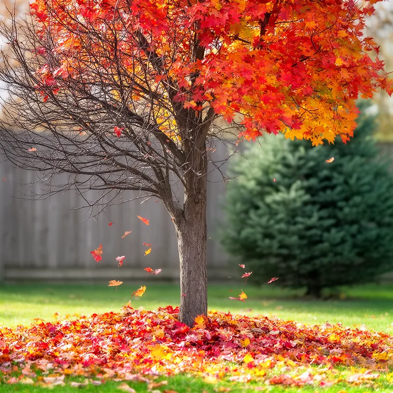 shedding leaf