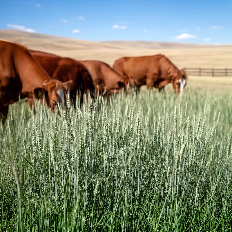 western wheatgrass