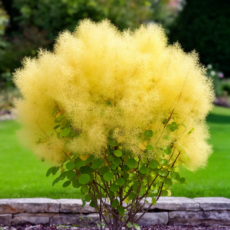 Cotinus coggygria