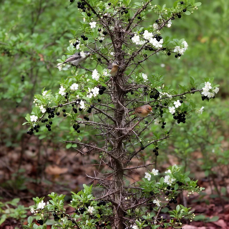 southern buckthorn