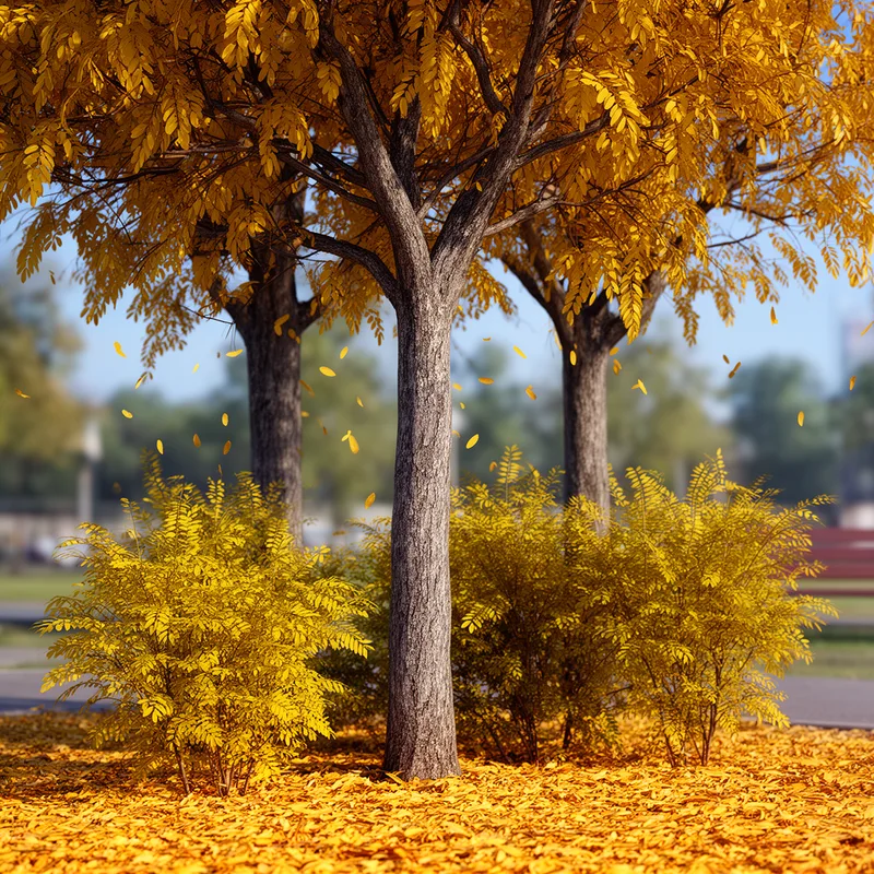 Robinia