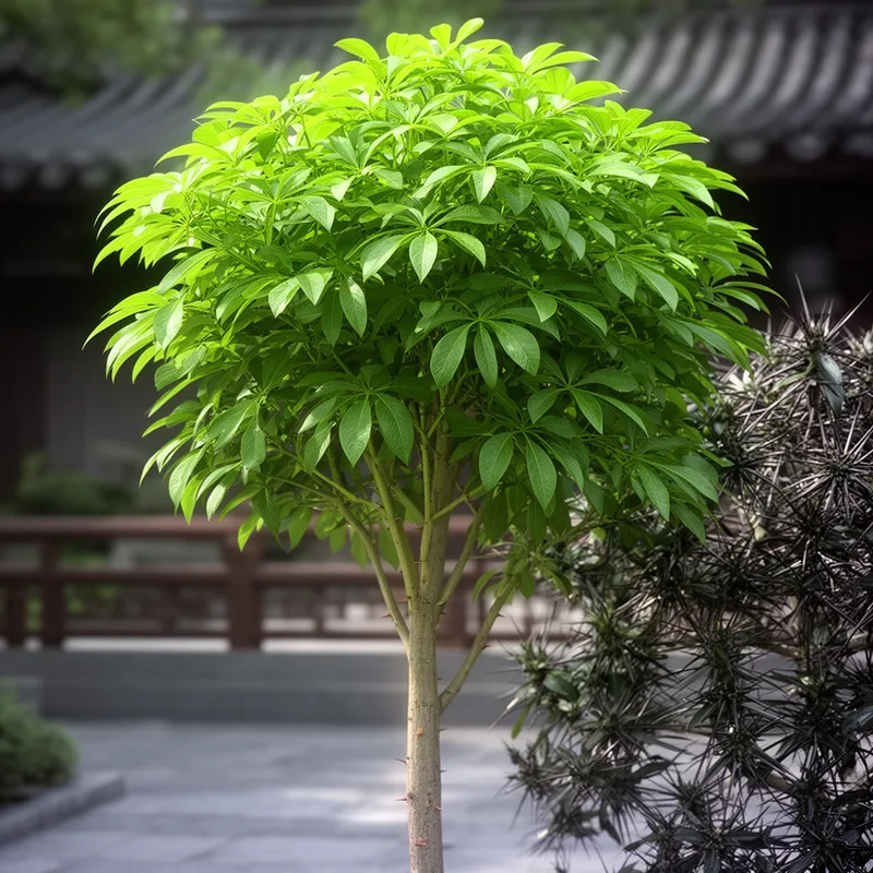 Aralia stipulata