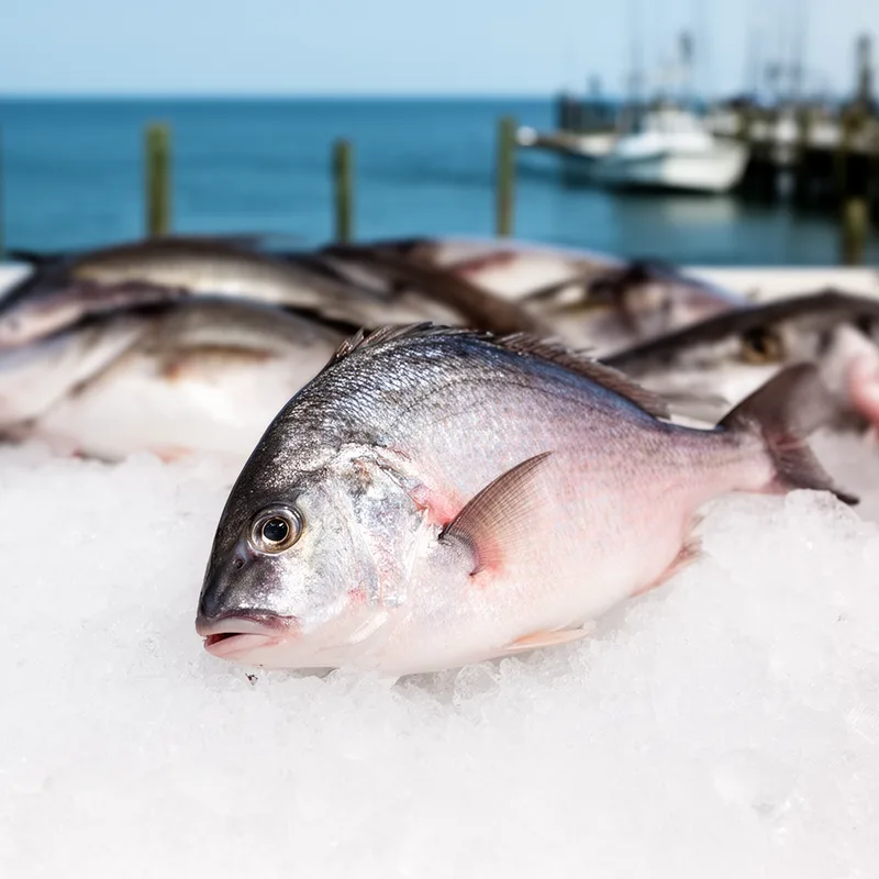 northern porgy