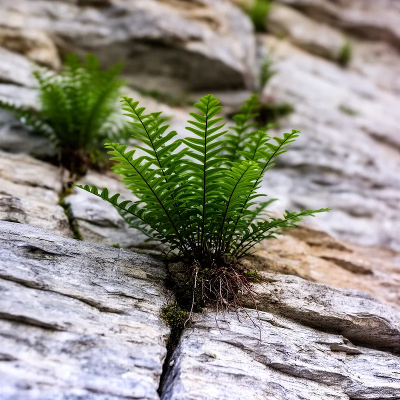 Asplenium bradleyi