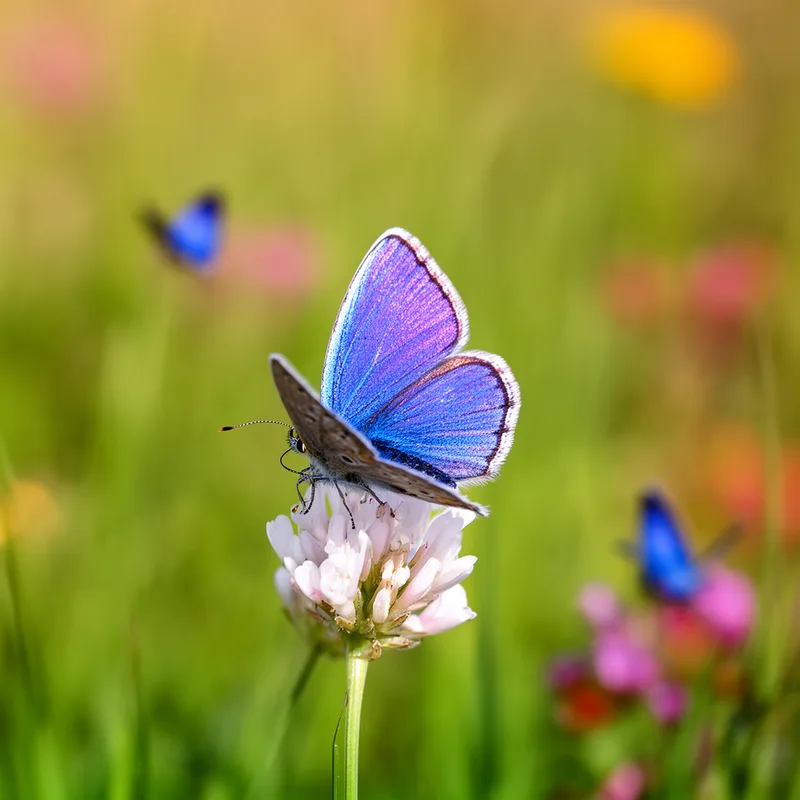 lycaenid butterfly