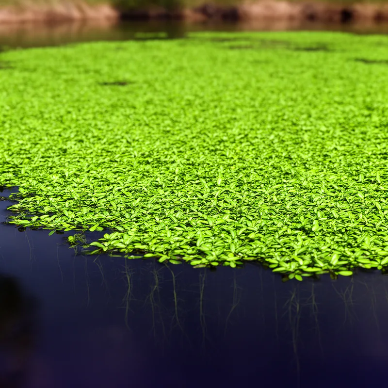 Lemna trisulca