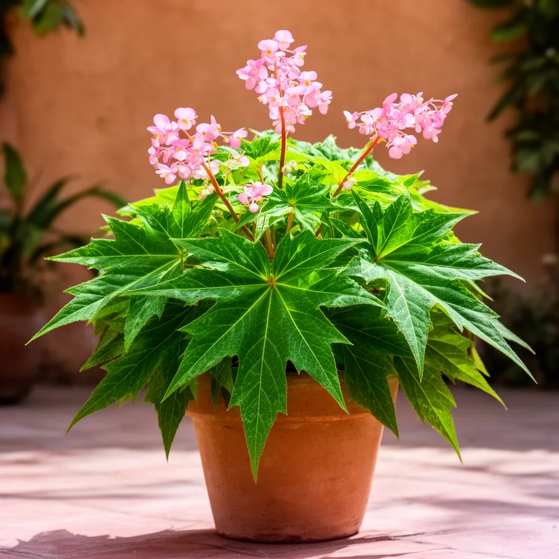 Begonia heracleifolia