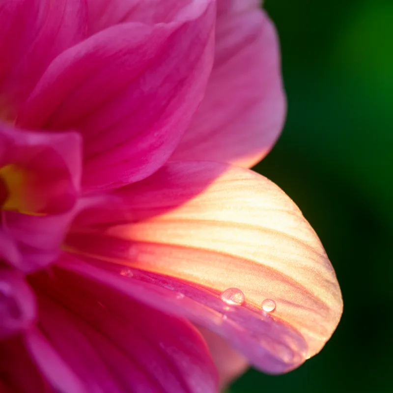 petal