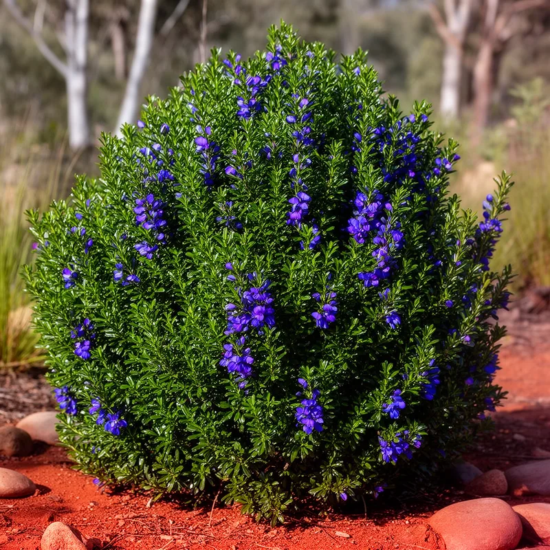 hovea