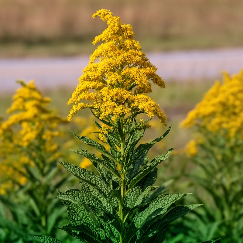 Solidago rugosa