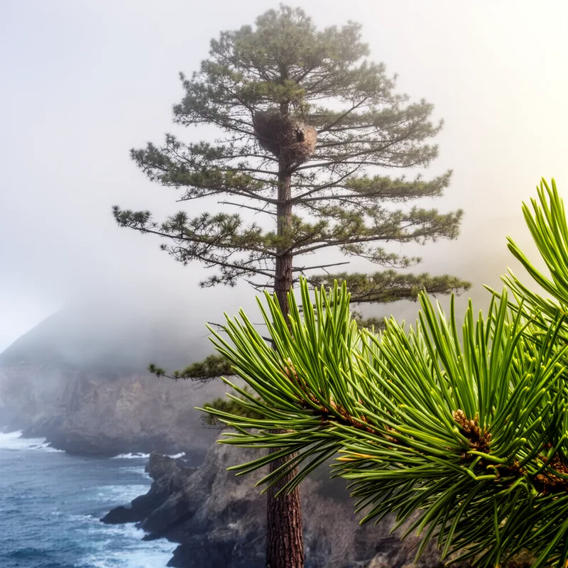 bishop's pine
