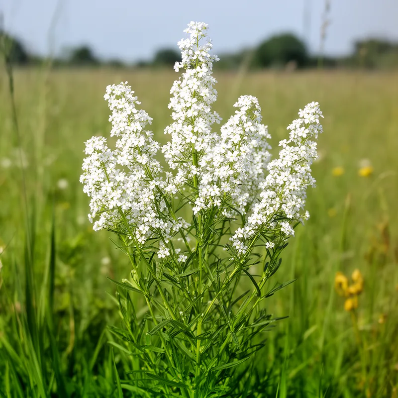 white bedstraw