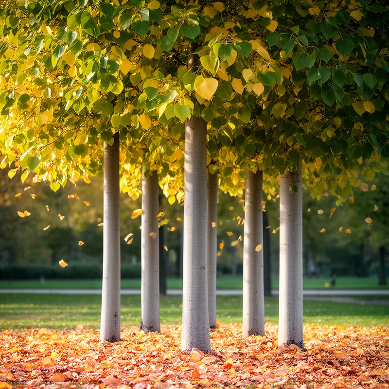 genus Tilia