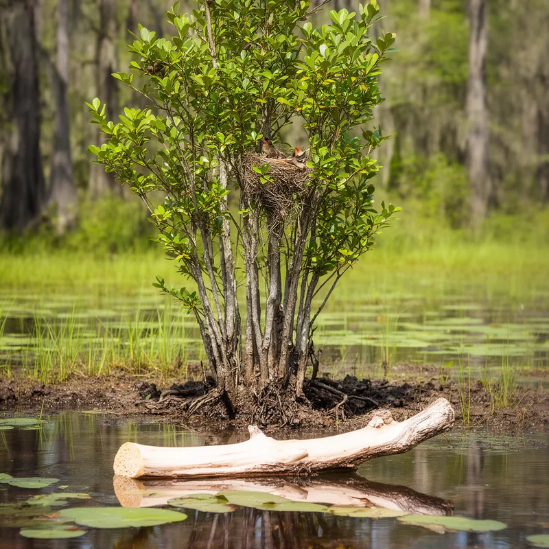 corkwood