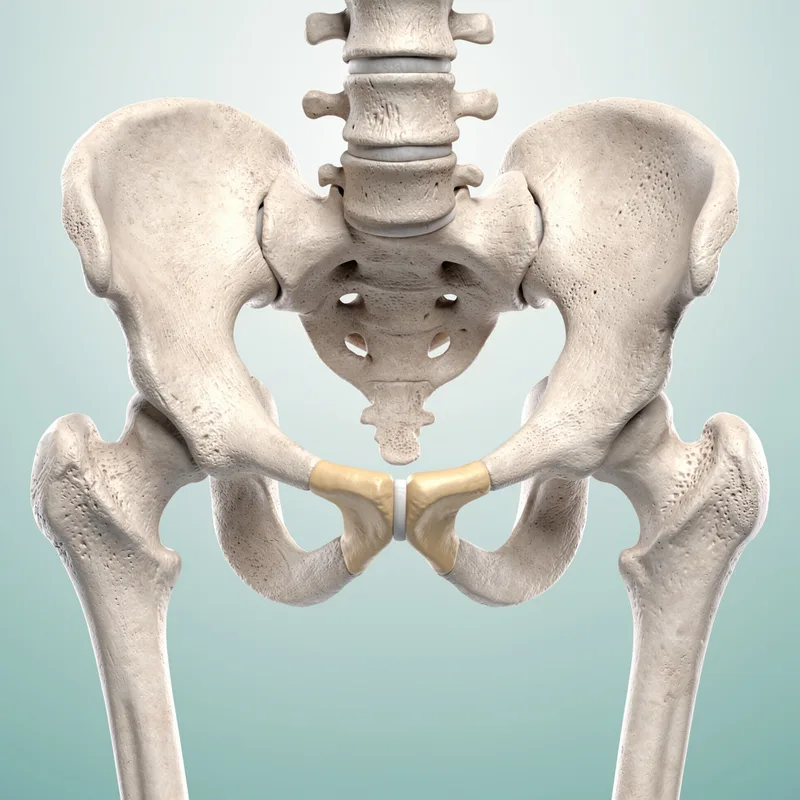 pubic bone
