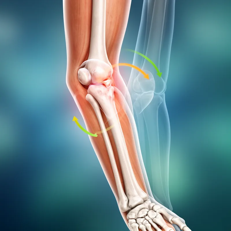 hinge joint