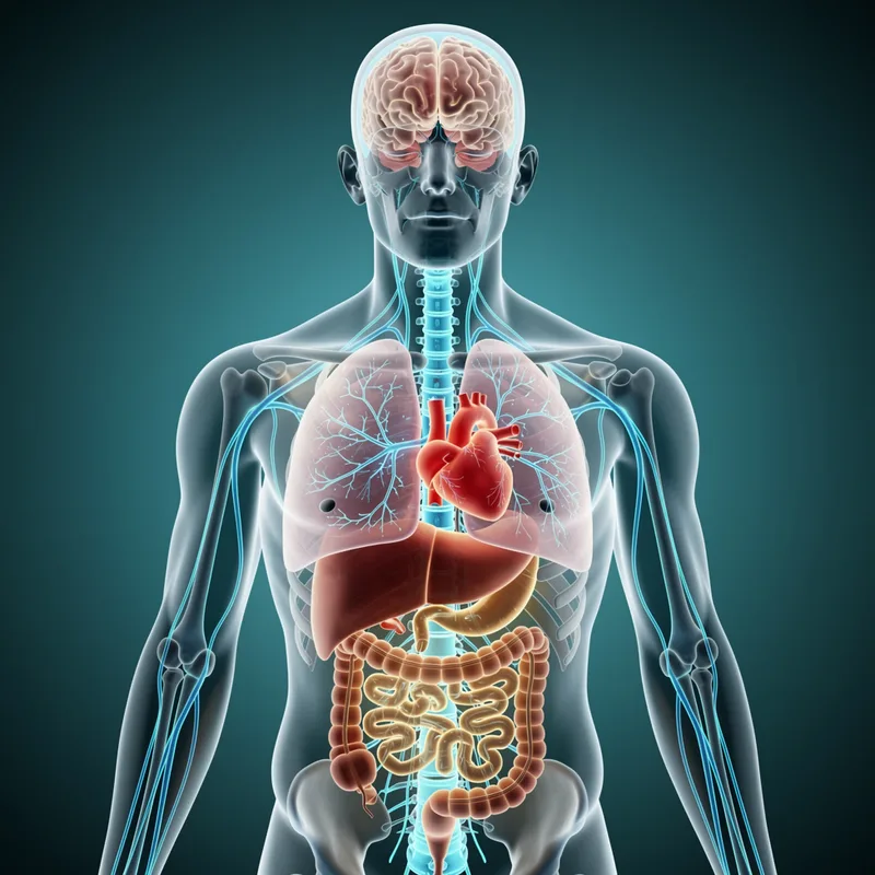 autonomic nervous system