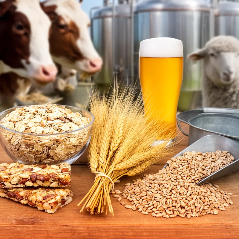 common barley