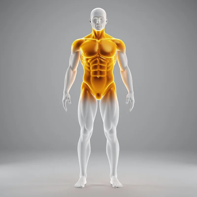 torso