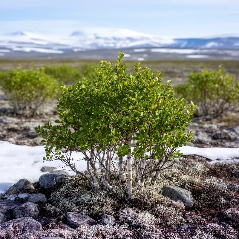 Betula glandulosa