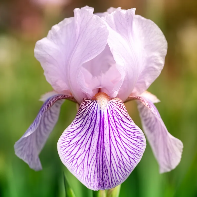 purple-veined