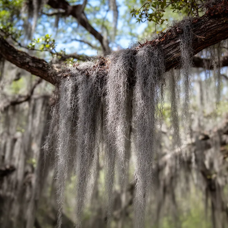 black moss