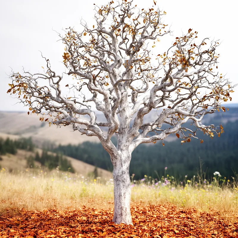 Oregon oak