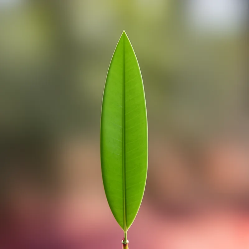 lancet-shaped
